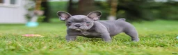 French Bulldog dogs for sale: Ollie - Ad 16