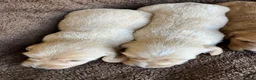 Miniature Dachshund dogs for sale: DAWWG POUND’S POCKET-SIZED QB - Ad 21