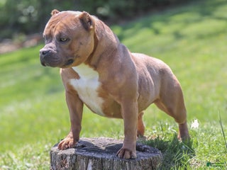 American Bully dogs - Ad 39