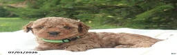 Miniature Poodle dogs for sale: Ricky - Ad 6