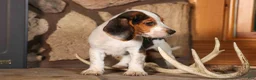 Beagle dogs for sale: Dillard🐾 - Ad 11