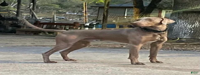 Baltazar