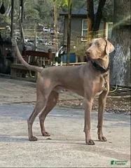 Baltazar
