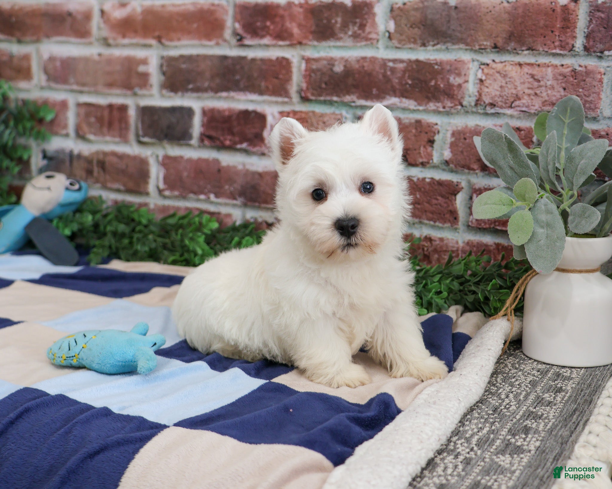 West Highland Terrier dogs Gizmo  - Ad 4
