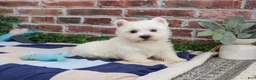 West Highland Terrier dogs for sale: Gizmo  - Ad 1