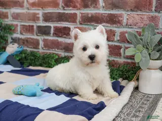West Highland Terrier dogs Gizmo - Ad 4