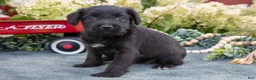 Schnoodle dogs for sale: Hallie - Ad 2