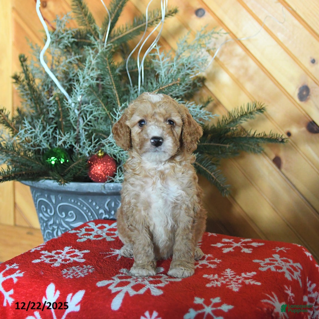 Mini Goldendoodle dogs for sale: Shadow - Ad 2