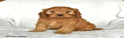 Cockapoo dogs for sale: Honey - Ad 2