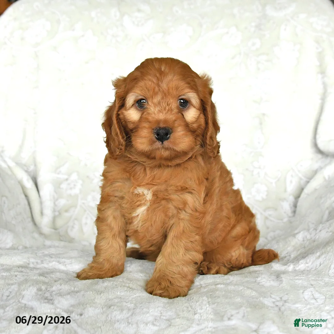 Cockapoo dogs for sale: Honey - Ad 2