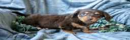 Mixed Breed dogs for sale: Dixie - Ad 2