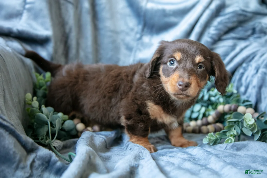 Mixed Breed dogs for sale: Dixie - Ad 2
