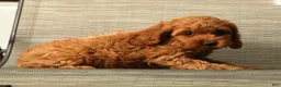 Cockapoo dogs for sale: Luna - Ad 8