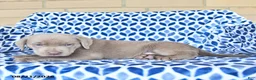 Labrador Retriever dogs for sale: Charlie - Ad 3