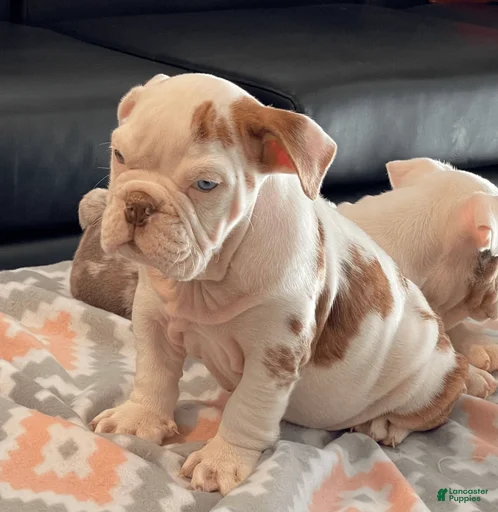 Gallery Image {{count}}