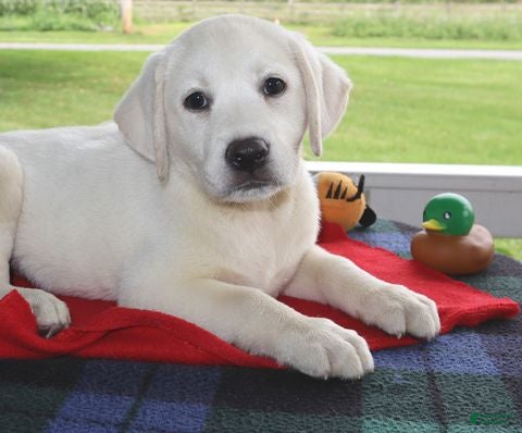 Labrador Retriever dogs Kimber - Champ lines - Ad 1