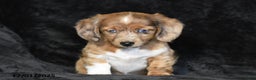 Dachshund dogs for sale: Shawn - Ad 4