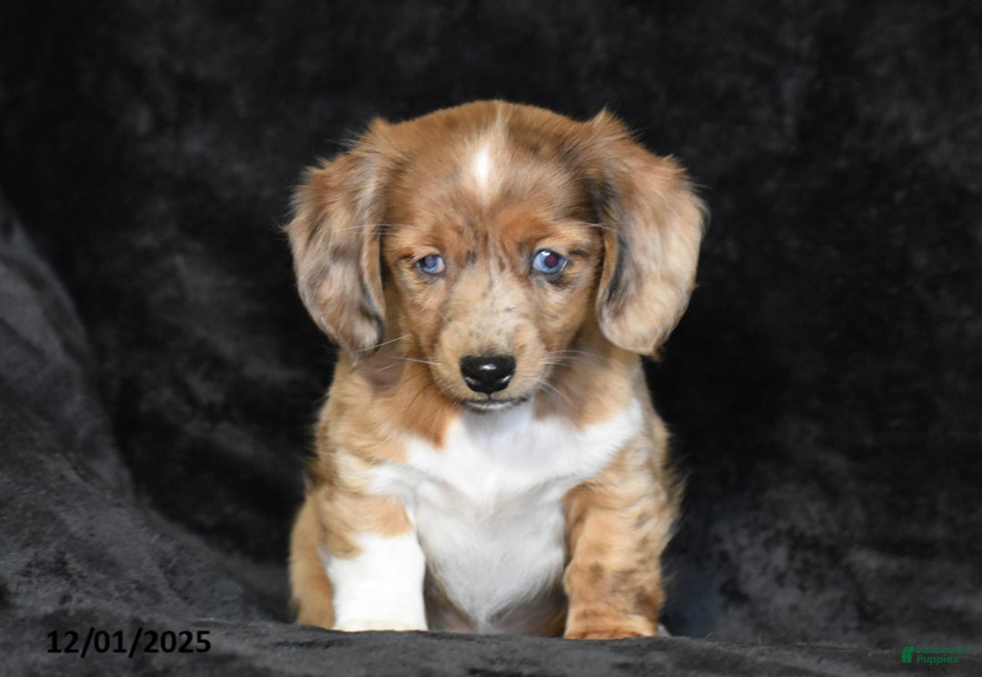 Dachshund dogs for sale: Shawn - Ad 4