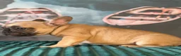 French Bulldog dogs for sale: Olive - Ad 2