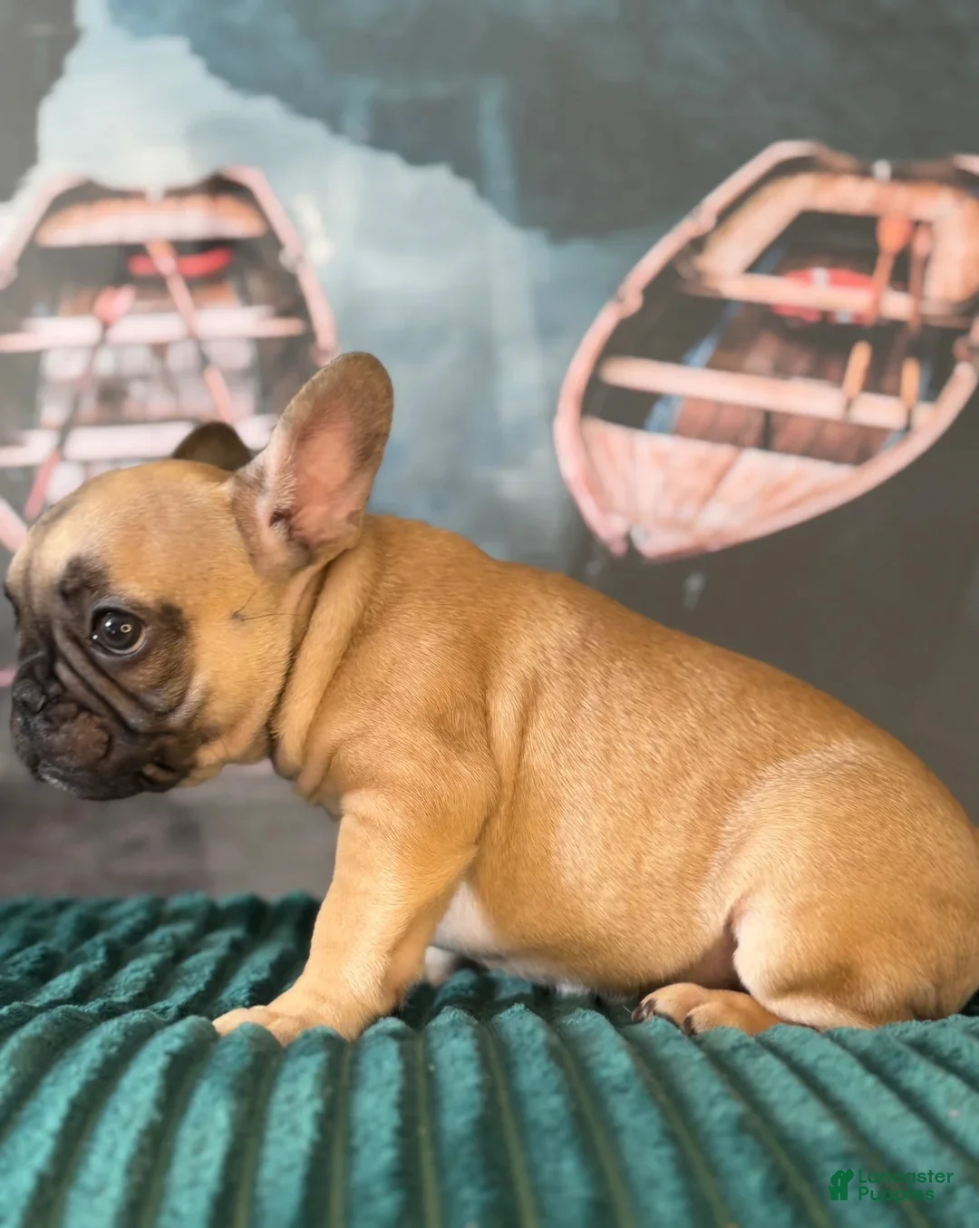 French Bulldog dogs for sale: Olive - Ad 2