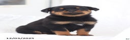 Rottweiler dogs for sale: Kinza - Ad 5