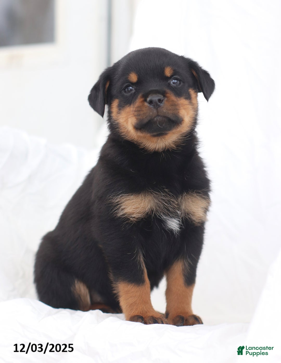 Rottweiler dogs for sale: Kinza - Ad 5