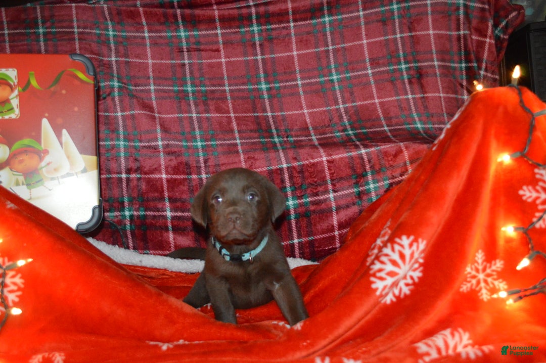 Labrador Retriever dogs for sale: Rose - Ad 1