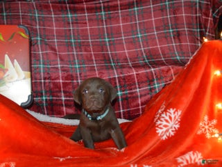 Labrador Retriever dogs Rose - Ad 21