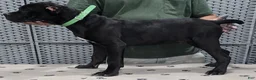Cane Corso dogs for sale: Green Boy - Ad 5