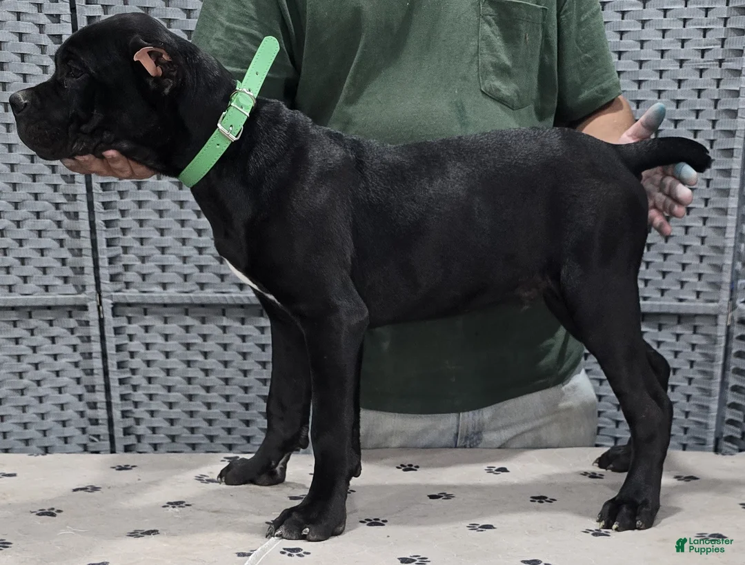 Cane Corso dogs for sale: Green Boy - Ad 5