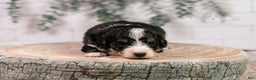 Bernedoodle dogs for sale: Torch - Ad 13