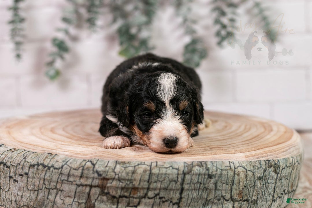 Bernedoodle dogs for sale: Torch - Ad 13