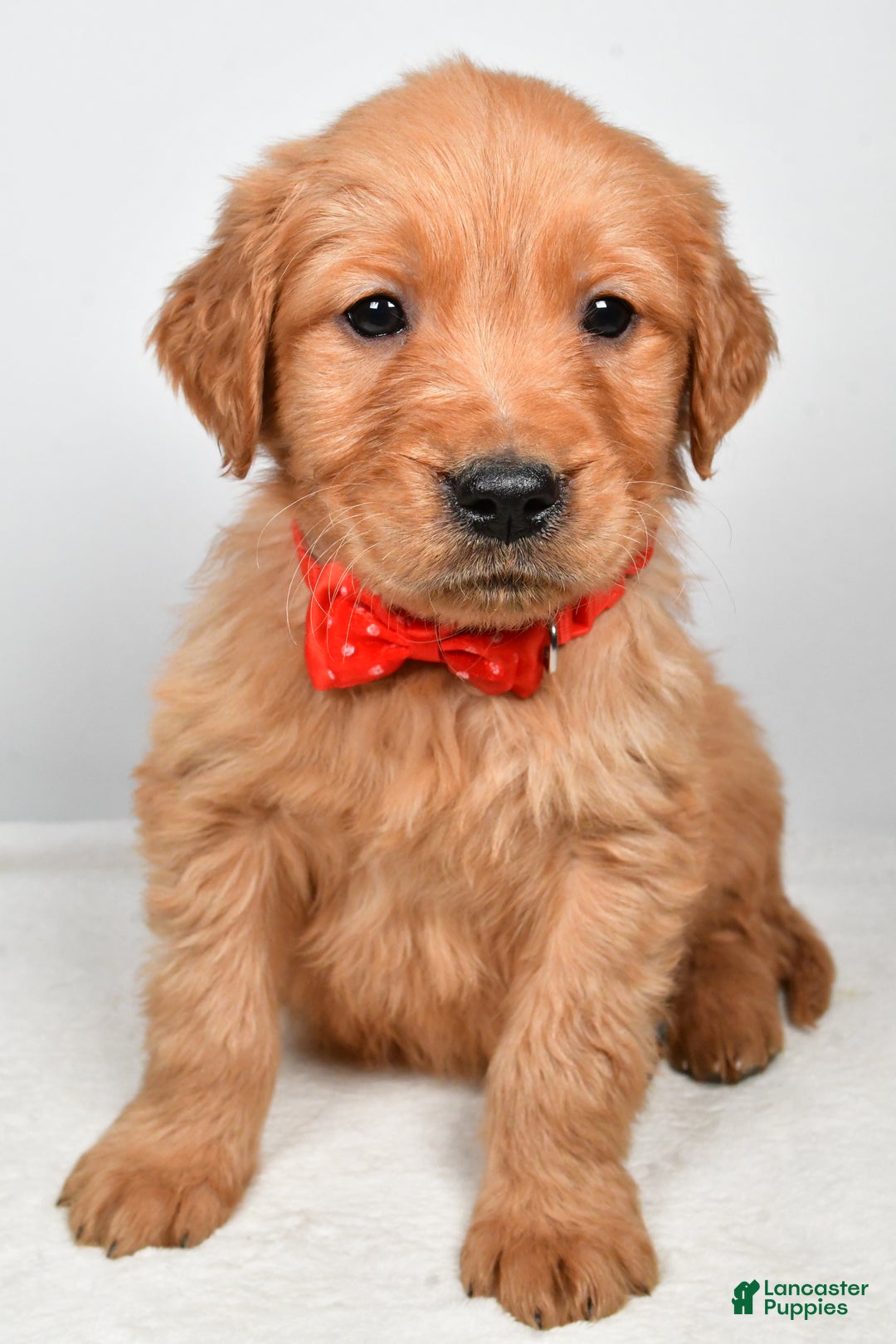 Golden Retriever dogs for sale: Kenny - Ad 6