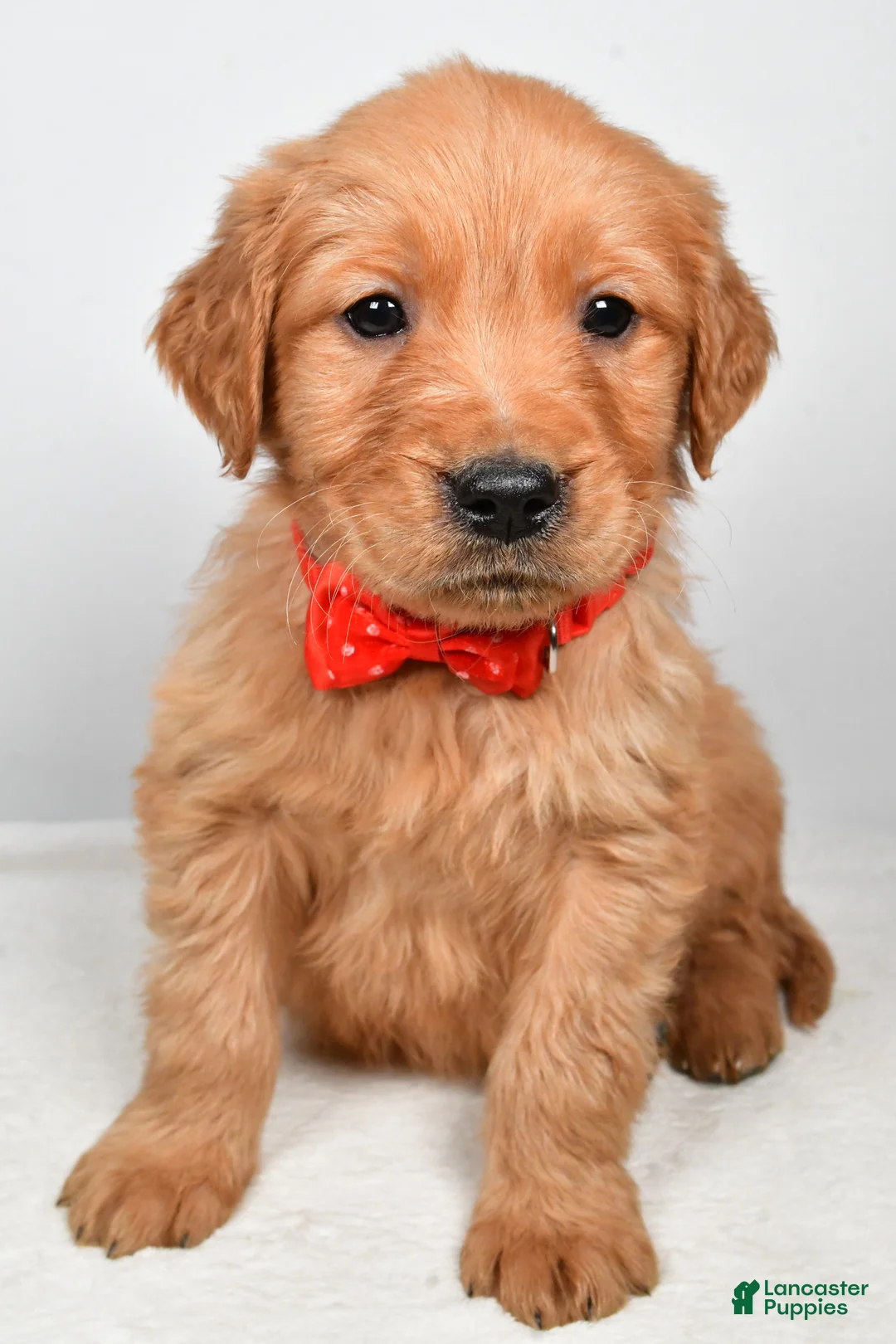 Golden Retriever dogs for sale: Kenny - Ad 6