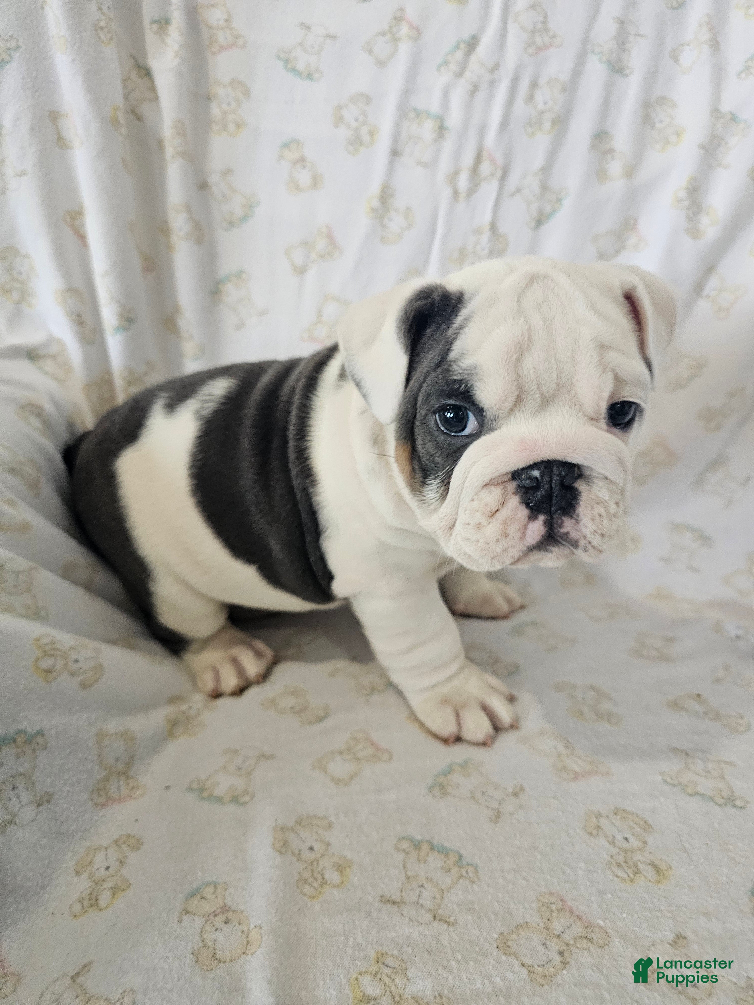 English Bulldog dogs Willis - Ad 1