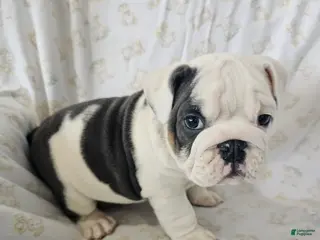 English Bulldog dogs for sale: Willis - Ad 4