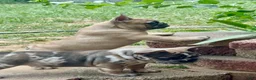 French Bulldog dogs for sale: French Bulldog 2 - Ad 2
