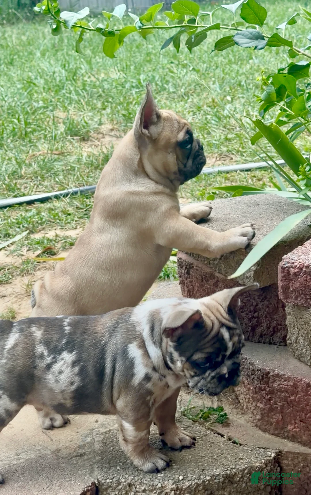 French Bulldog dogs for sale: French Bulldog 2 - Ad 2