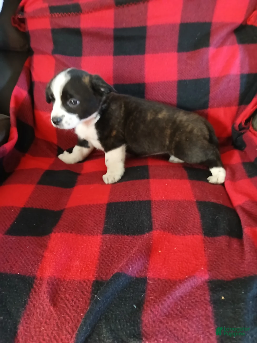 Boston Terrier dogs for sale: Boston Terrier Puppy 5 - Ad 6
