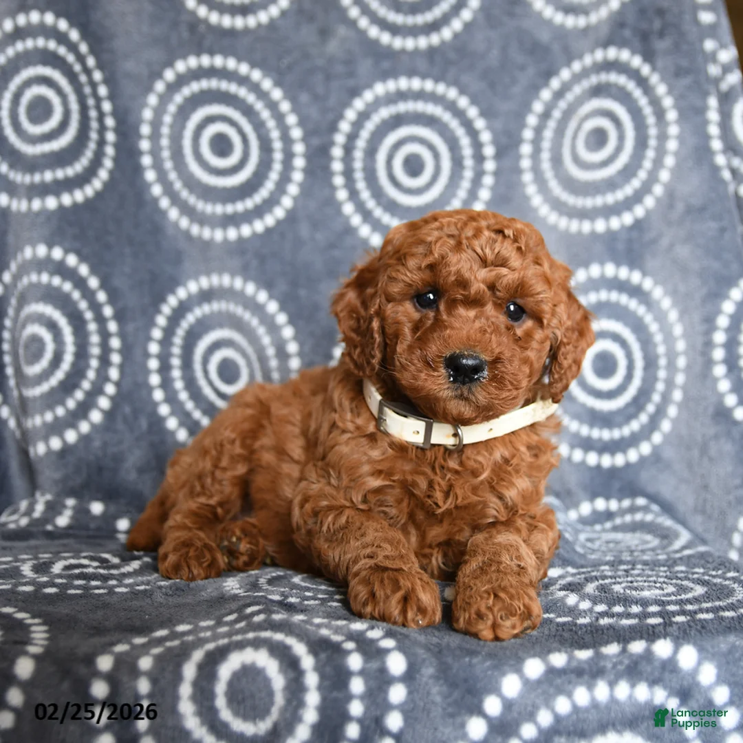 Mini Goldendoodle dogs for sale: Blaze - Ad 3