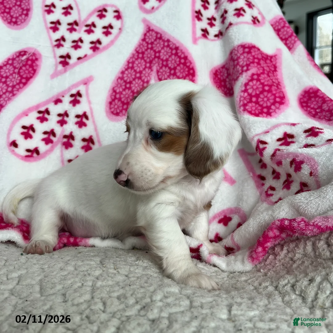 Miniature Dachshund dogs for sale: Lily - Ad 4