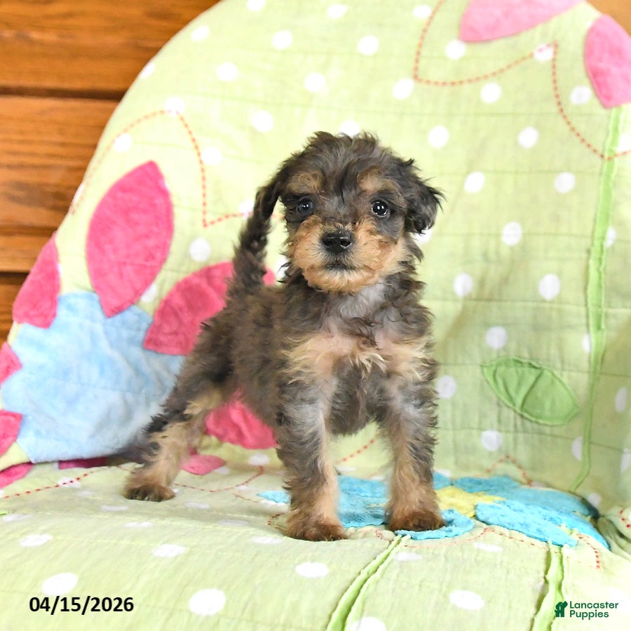 Mini Goldendoodle dogs Kody - Ad 2