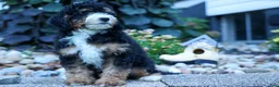 Mini Bernedoodle dogs for sale: Yandel 🦴 - Ad 12