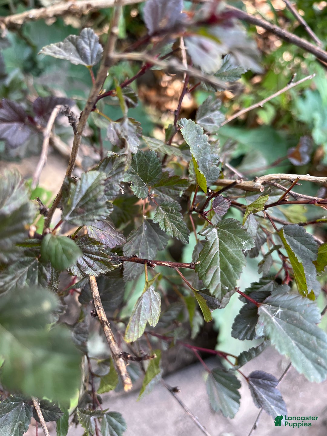 Great Dane dogs for sale: Petal - Ad 18