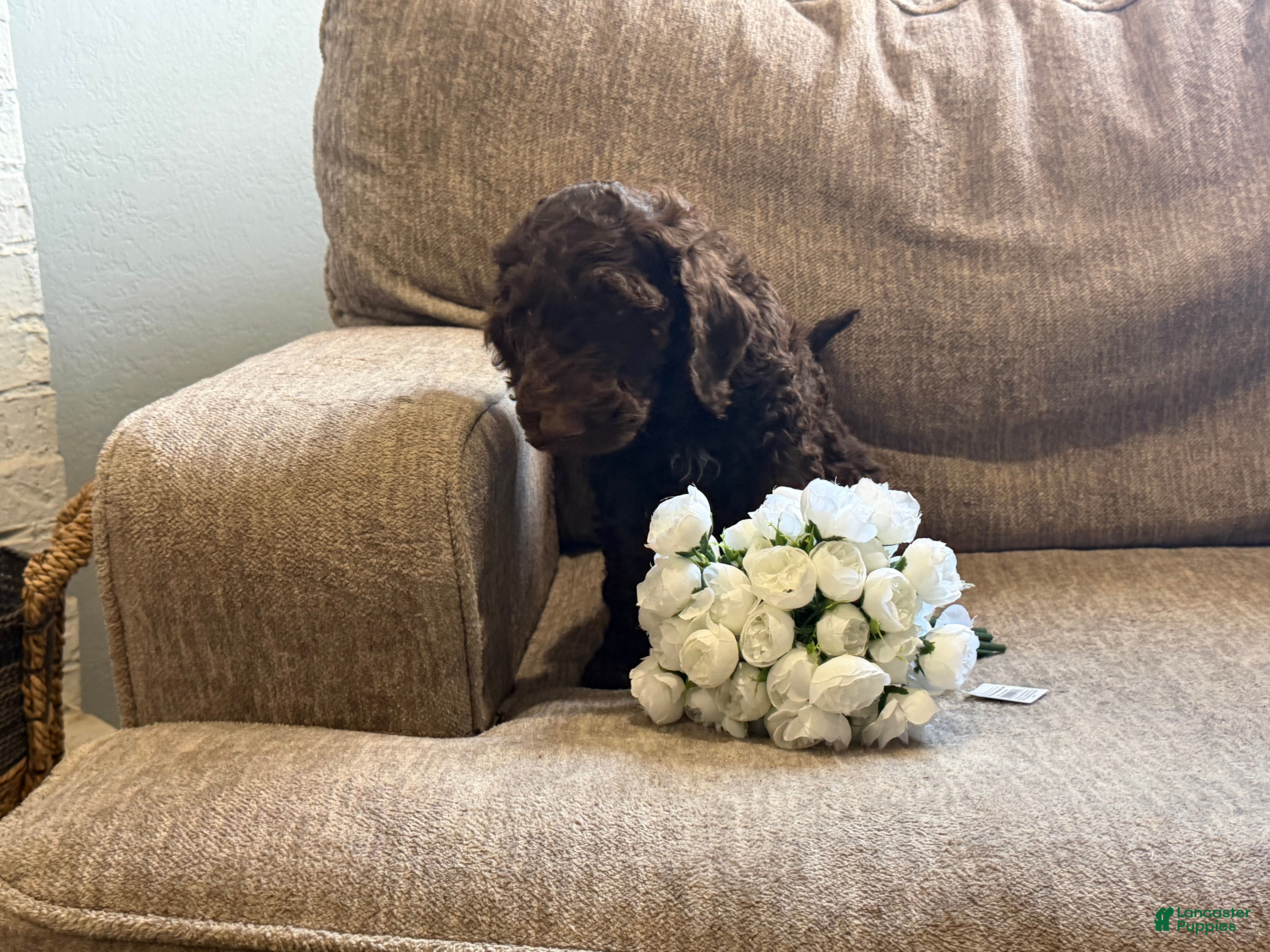 Goldendoodle dogs Chocolatte - Ad 40