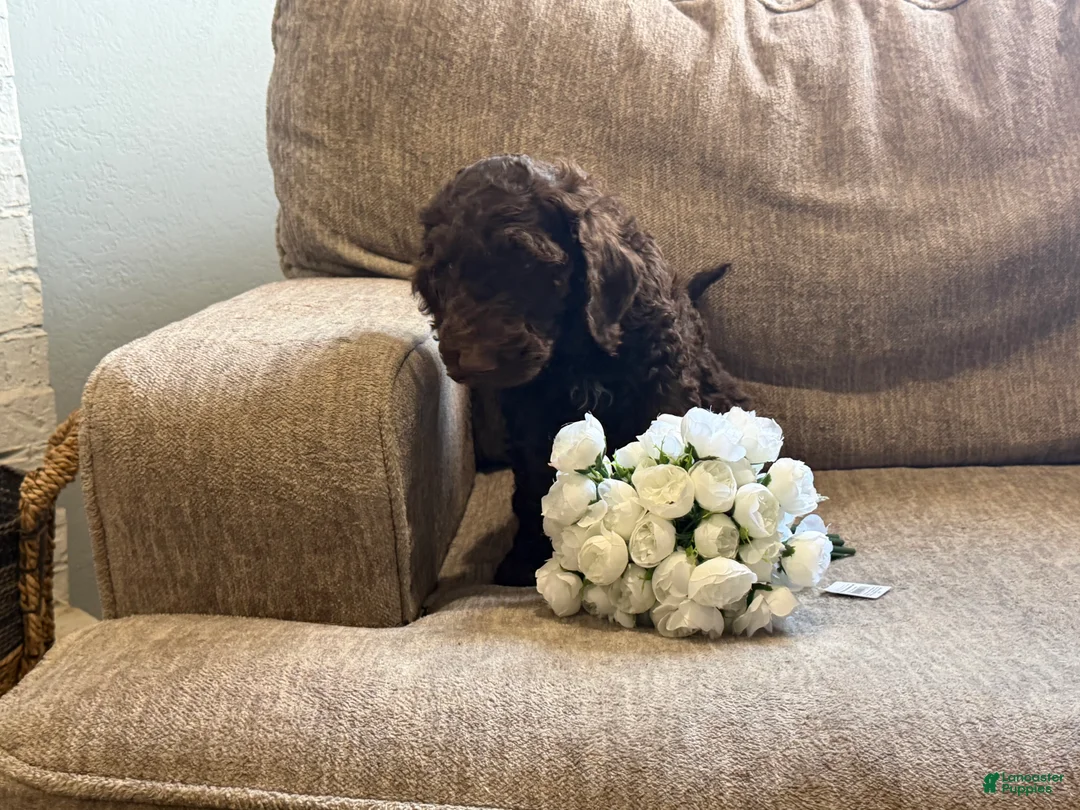 Goldendoodle dogs for sale: Chocolatte - Ad 1