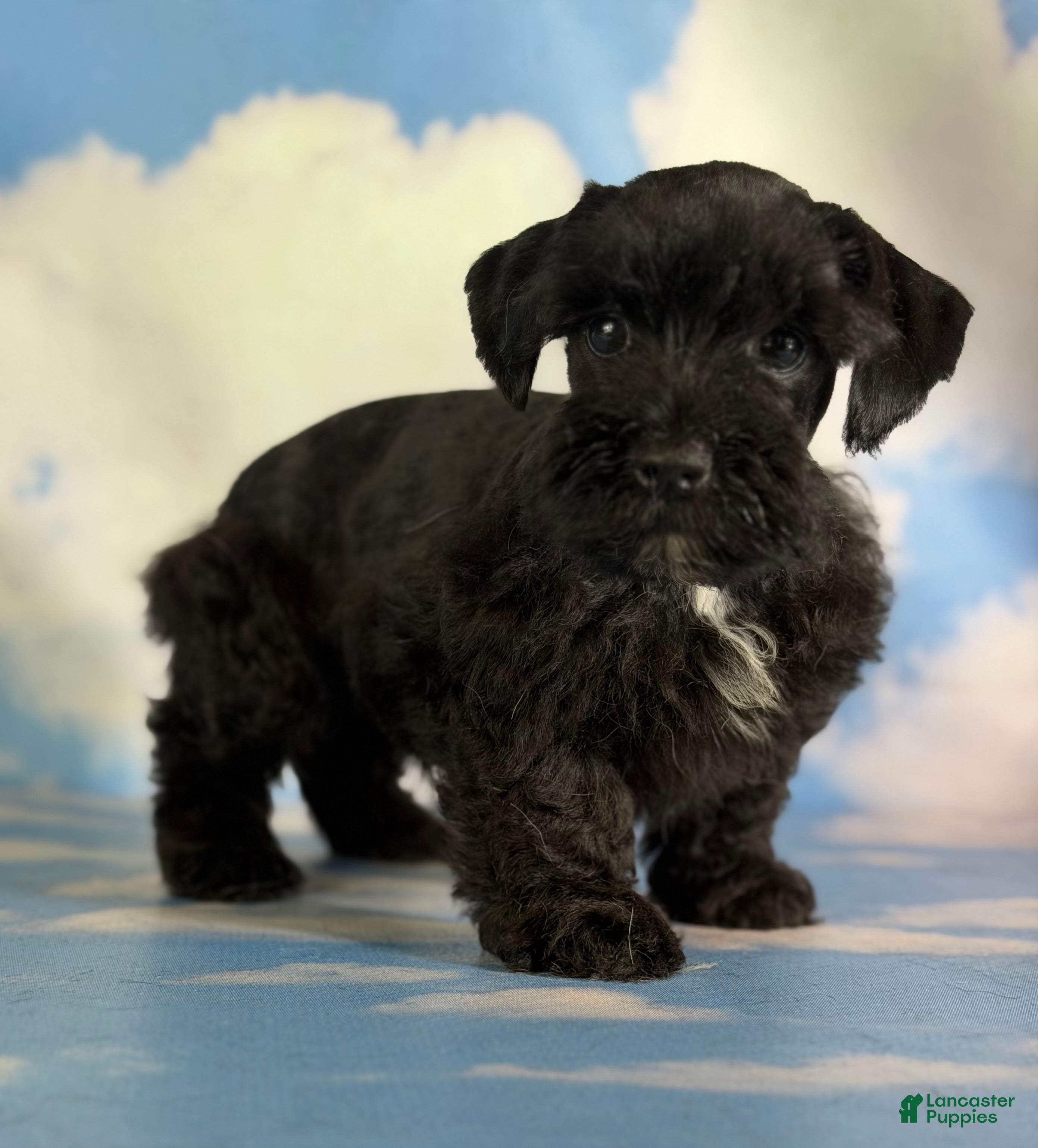Schnoodle dogs Panther  - Ad 1