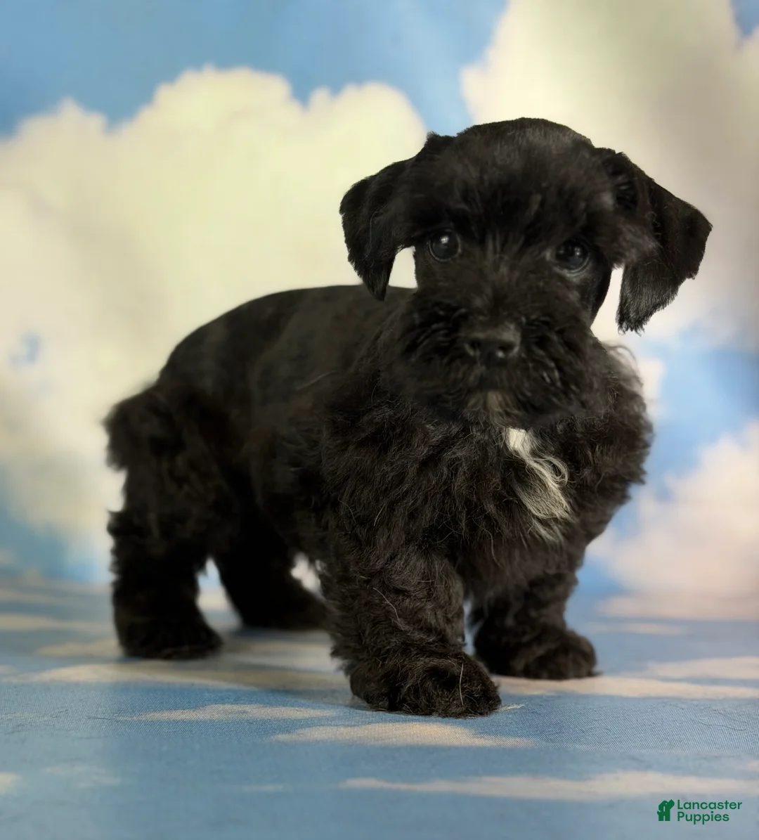 Schnoodle dogs for sale: Panther  - Ad 1