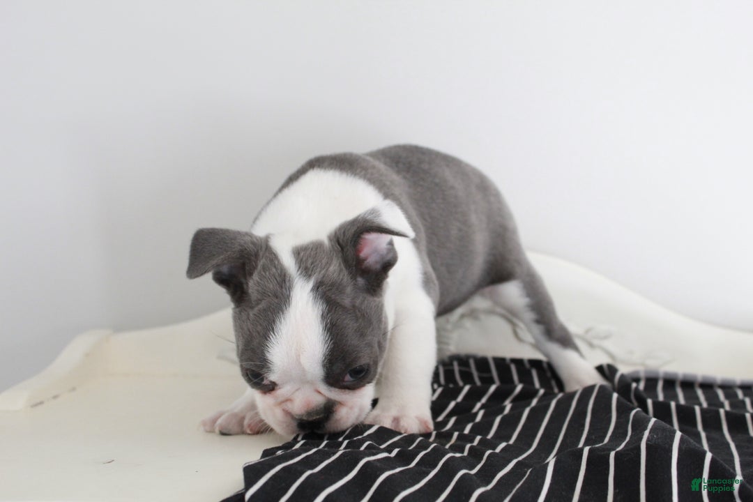 Frenchton dogs for sale: Frenchie  - Ad 3