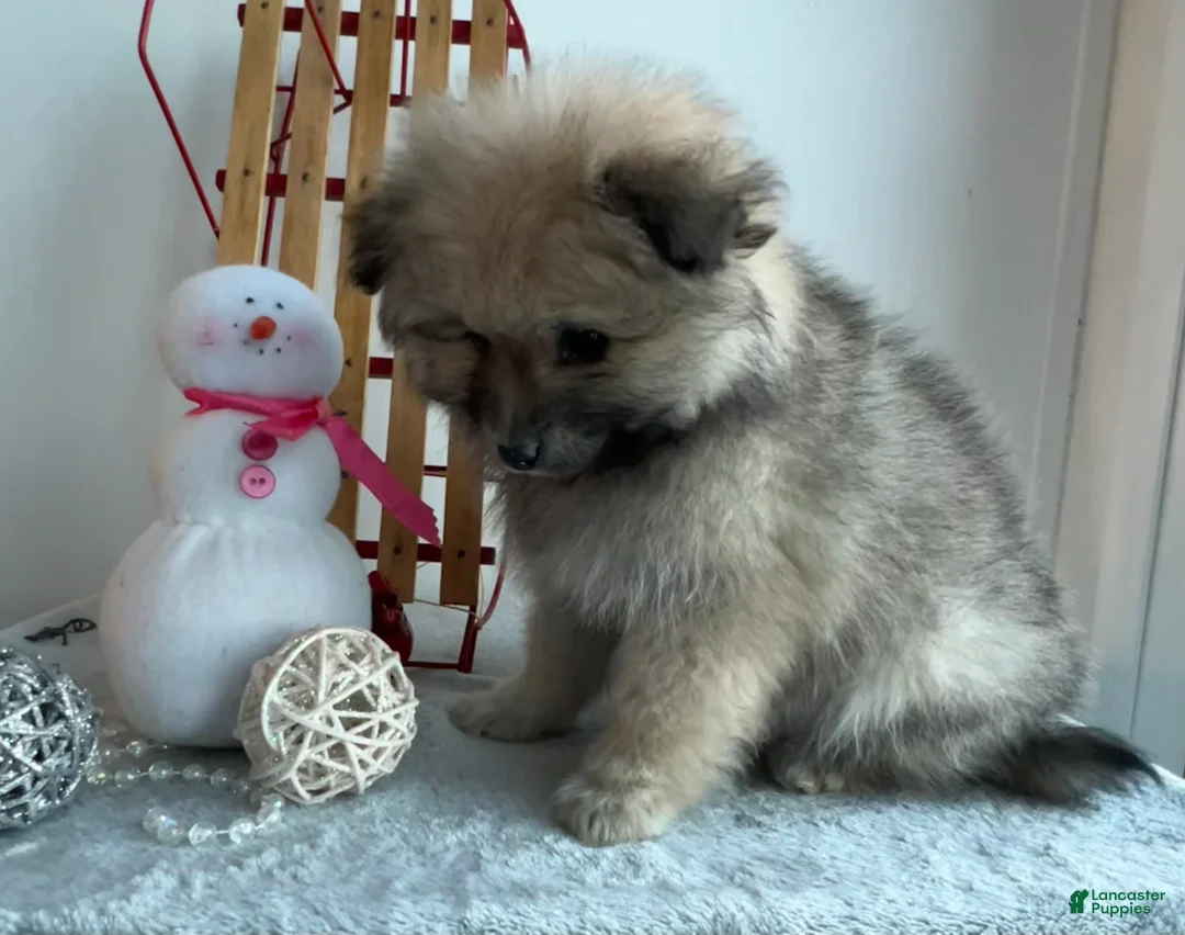 Pomeranian dogs for sale: Smoky  - Ad 6